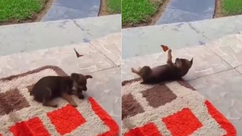 Viral Video: नन्ही सी तितली के साथ खेलते Puppy का मनमोहक वीडियो हुआ वायरल, जिसे देख बन जाएगा आपका दिन