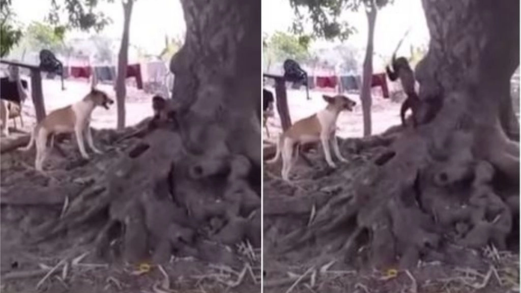 Viral Video: बार-बार परेशान कर रहा था कुत्ता तो बंदर ने डंडे से ऐसे सिखाया सबक, मजेदार वीडियो हुआ वायरल