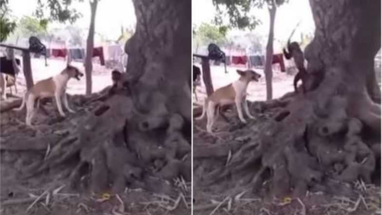 Viral Video: बार-बार परेशान कर रहा था कुत्ता तो बंदर ने डंडे से ऐसे सिखाया सबक, मजेदार वीडियो हुआ वायरल