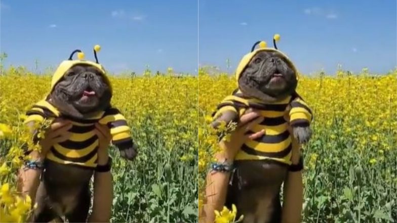 Viral Video: सोशल मीडिया पर छाया मधुमक्खी जैसा दिखने वाला यह डॉगी, बार-बार देखा जा रहा है यह वीडियो