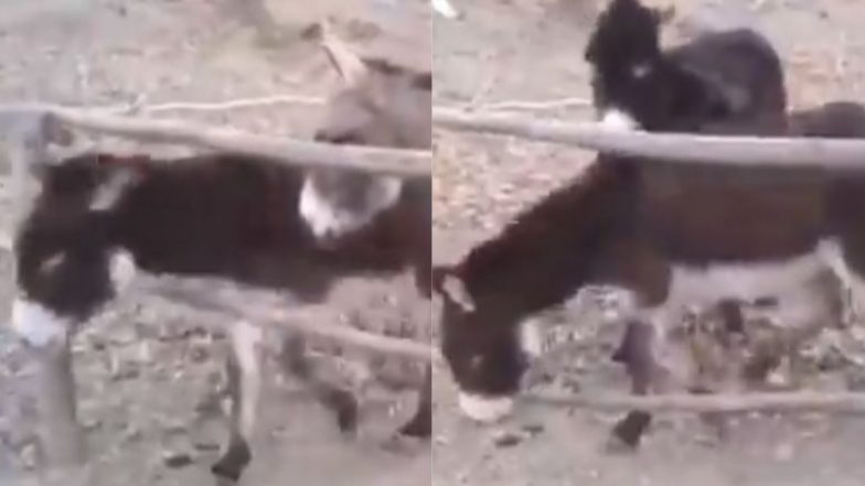 Donkey Viral Video: गधे ने बड़ी ही चालाकी से अपने साथियों को कराया आजाद, जानवर की समझदारी ने जीता सबका दिल