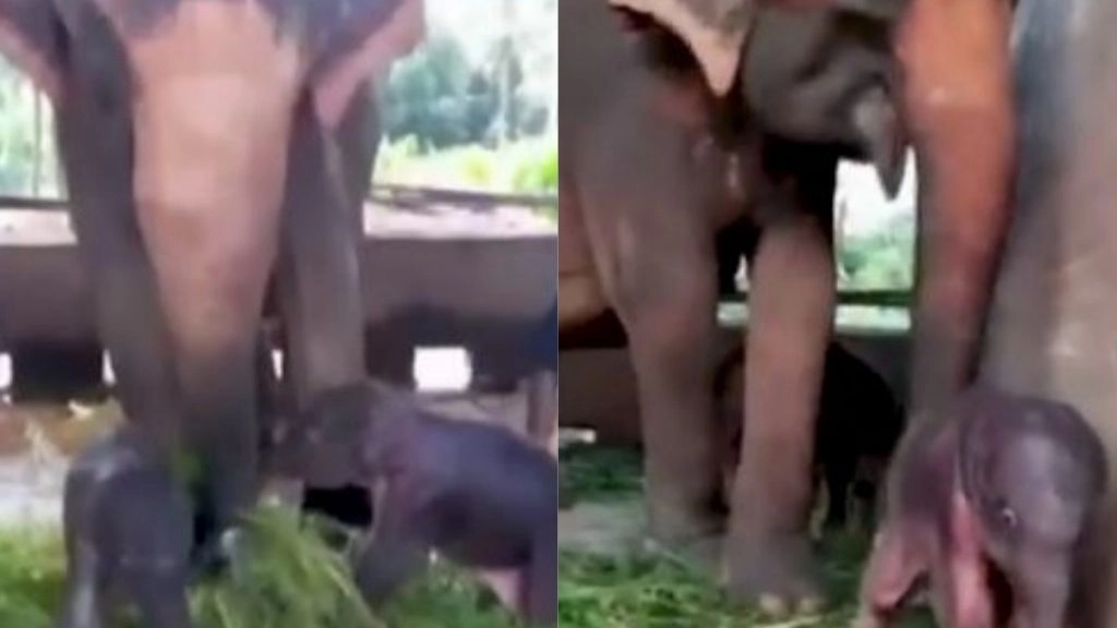 श्रीलंका के हाथी अनाथालय में हथिनी ने दिया जुड़वा बच्चों को जन्म, सोशल मीडिया पर वायरल हुआ वीडियो 