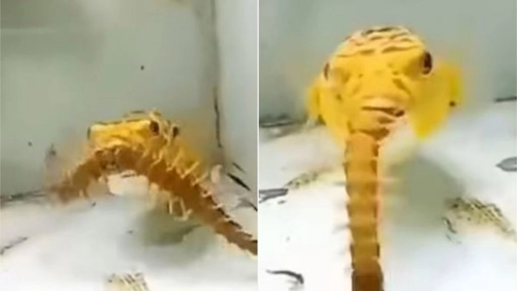 छोटी सी मछली ने जिंदा कनखजूरे को बना लिया अपना निवाला, Viral Video देख दंग रह जाएंगे आप