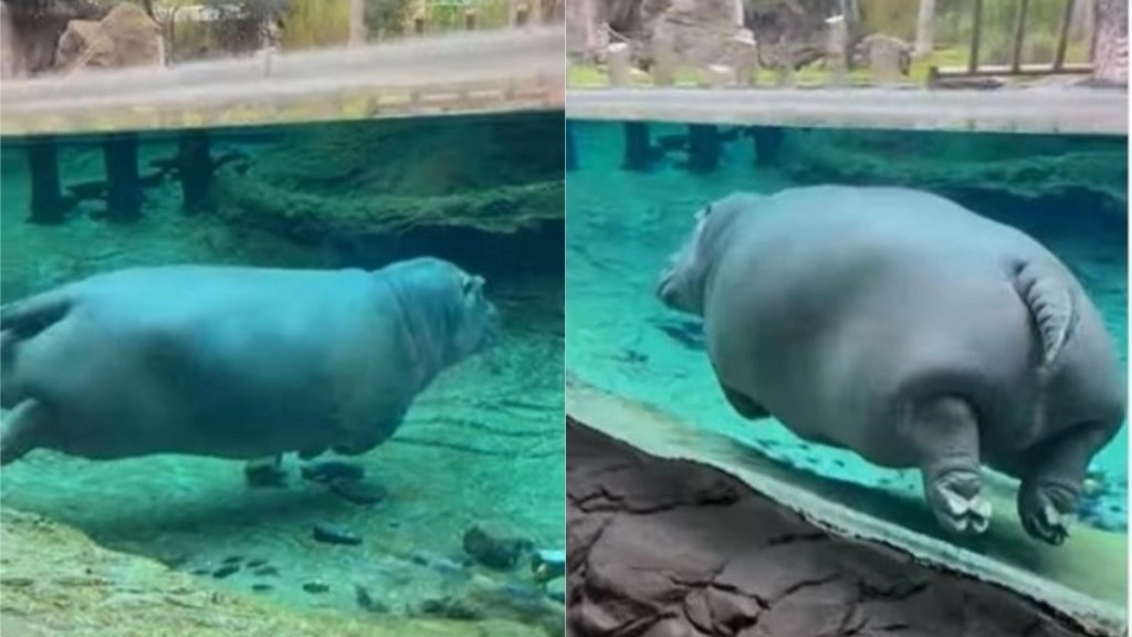 पानी के भीतर स्विमिंग करते हिप्पो का मजेदार वीडियो सोशल मीडिया पर हुआ वायरल, लोगों को पसंद आया उसका बेफिक्र अंदाज (Watch Viral Video)