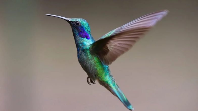 Female Hummingbirds: उत्पीड़न से बचने के लिए नर पक्षी जैसा वेश बना लेती हैं मादा हमिंगबर्ड