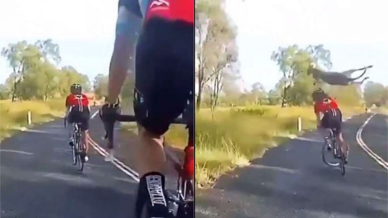 साइकिल चला रही युवती से जब अचानक आ टकराया कंगारू, Viral Video में देखें क्या हुआ इस जोरदार टक्कर का नतीजा