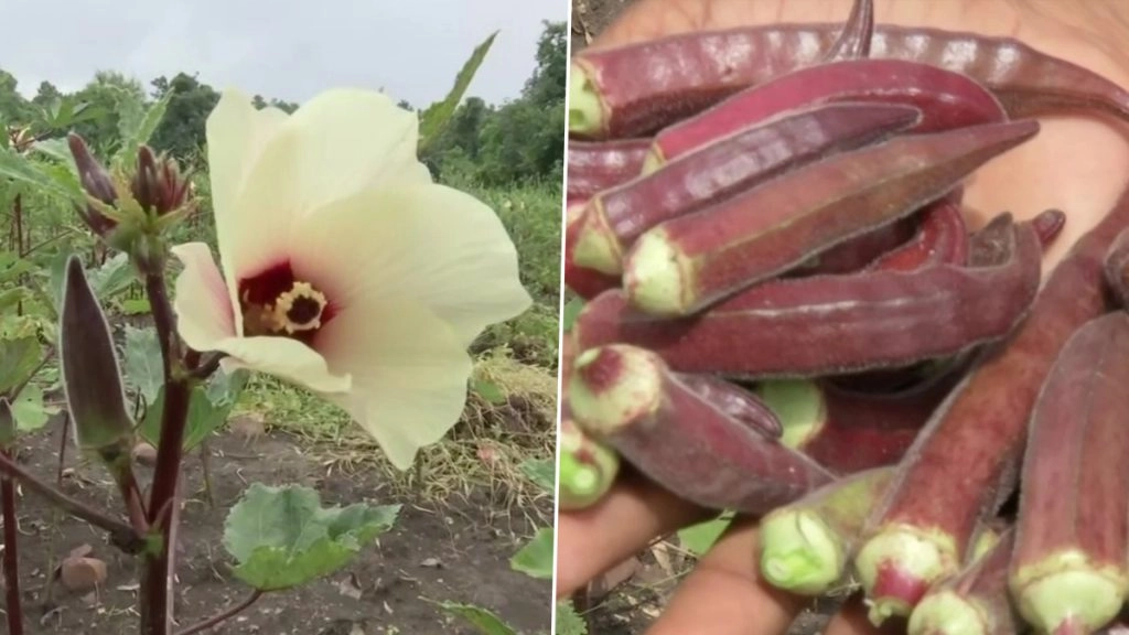 भोपाल में लाल भिंडी बेचकर किसान हुआ मालामाल, 800 रुपए किलो वाली रेड लेडीफिंगर की जानें विशेषताएं