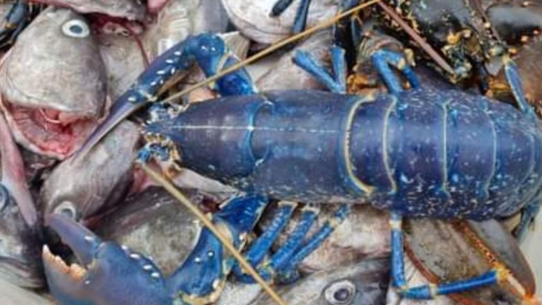 Viral Pics: मछली पकड़ते समय मछुआरे की जाल में फंसा दुर्लभ Blue Lobster, सोशल मीडिया पर वायरल हुई तस्वीरें