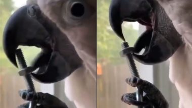 तोते ने अपनी जीभ से खोल दिया नट-बोल्ट, पक्षी के गजब के टैलेंट को देख हैरान हुए लोग (Watch Viral Video)