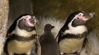 Mumbai: भायखला के वीरमाता जीजाबाई भोसले उद्यान और चिड़ियाघर में हुआ बेबी हम्बोल्ट पेंगुइन का जन्म (Watch Video)