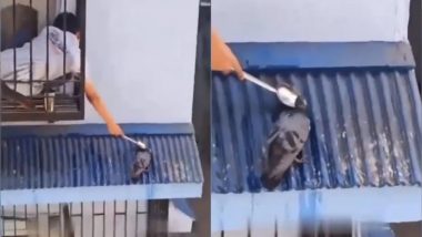छत पर बैठा था प्यासा कबूतर, बच्चे ने ऐसे जुगाड़ लगाकर पिलाया पक्षी को पानी (Watch Viral Video)