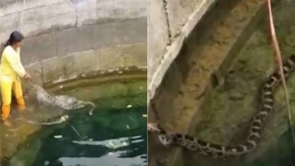 Python Viral Video: कुएं में उतरकर महिला ने की अजगर को रेस्क्यू करने की कोशिश, फिर जो हुआ…