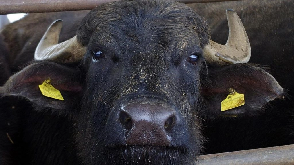 भैंस ने दो सिर और छह पैरों वाले बछड़े को दिया जन्म, प्रसव के कुछ देर बाद बच्चे की मौत