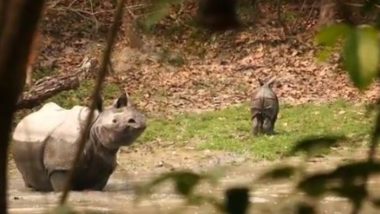 Viral Video: मां राइनो ने अपने बच्चे की शिकारी से की रक्षा, काजीरंगा नेशनल पार्क से वायरल हुआ वीडियो