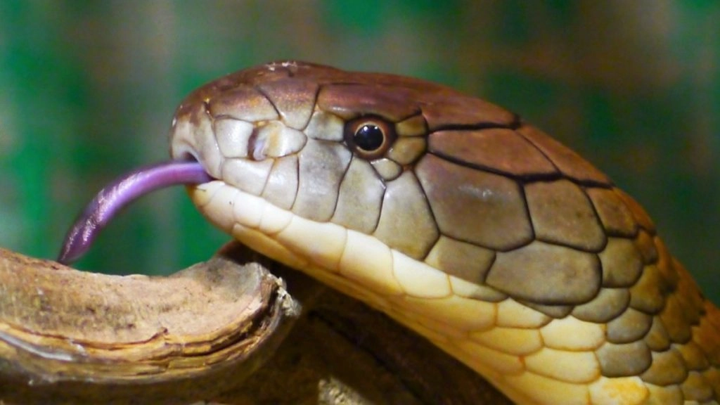 महाराष्ट्र: बच्ची के गले में 2 घंटे तक लिपटा किंग कोबरा, सांप के काटने के बाद बाल-बाल बची मासूम की जान