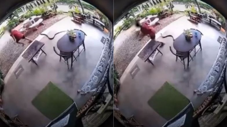 Snake Viral Video: रास्ते में जहरीले सांप को देख उड़े शख्स के होश, वीडियो में देखें कैसे जान बचाने के लिए लगाई दौड़