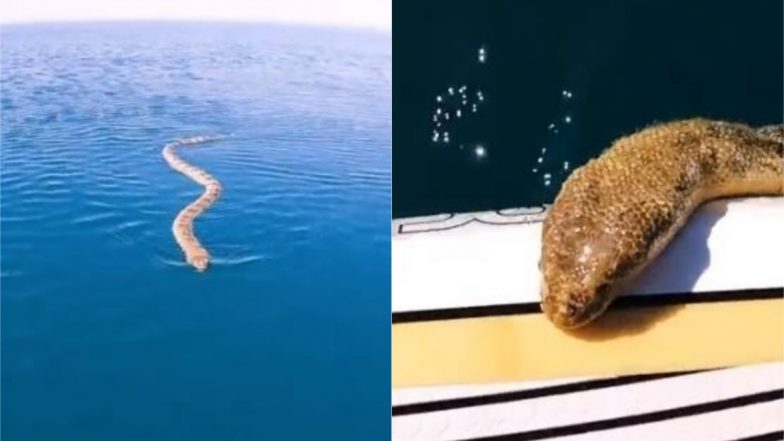पैडल बोर्डिंग के दौरान जब समुद्री सांप ने किया शख्स का पीछा, फिर जो हुआ... Viral Video देख आप हो जाएंगे हैरान