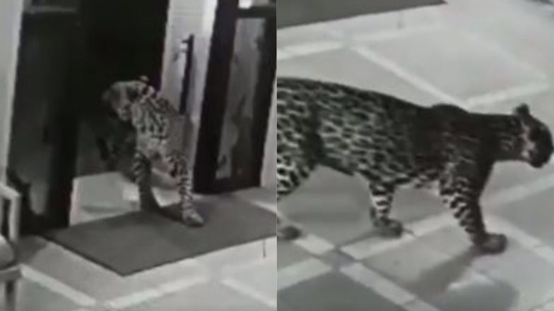 जब रात के अंधेरे में दबे पांव घर के भीतर घुसा तेंदुआ, फिर जो हुआ… Viral Video देखकर दंग रह जाएंगे आप