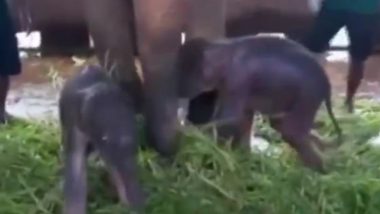 Viral Video: श्रीलंका के पिनावाला हाथी अनाथालय में करीब 80 साल में पहली बार हुआ जुड़वा हाथियों का जन्म