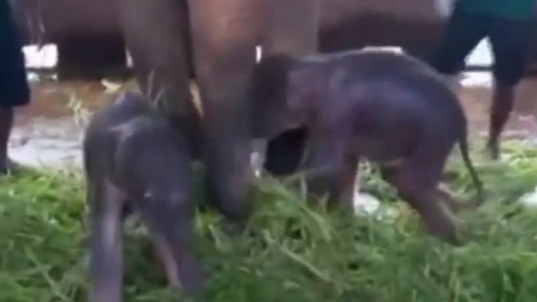 Viral Video: श्रीलंका के पिनावाला हाथी अनाथालय में करीब 80 साल में पहली बार हुआ जुड़वा हाथियों का जन्म