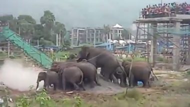 Viral Video: पलक्कड़ IIT कैंपस में घुसा हाथियों का झुंड, वीडियो देख लोगों ने कहा हर कोई आईआईटी जॉइन करना चाहता है