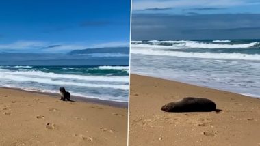 Seal Video: बेबी सील के समुद्र तट पर टहलने का क्लिप वायरल, क्यूट वीडियो देख बन जाएगा दिन