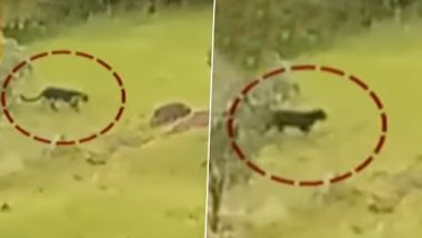 Black Panther Spotted In Maharashtra: महाबलेश्वर में देखा गया ब्लैक पैंथर, खेतों में टहलते हुए कैमरे में हुआ, देखें वीडियो