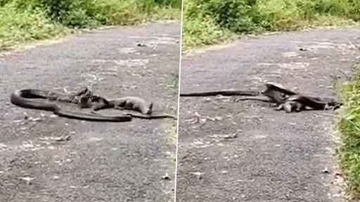 King Cobra And Monitor Lizard Fighting: किंग कोबरा ने मॉनिटर लिज़र्ड की काटी पूंछ, छिपकली ने कर दिया हमला, वीडियो हुआ वायरल