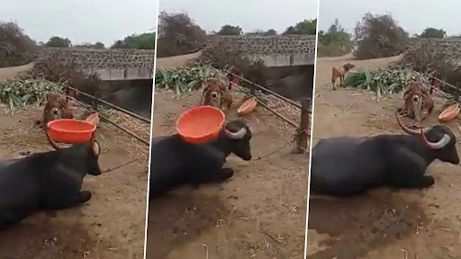 भैंस ने सिंग पर टब घुमाकर किया गजब का स्टंट, लोगों ने कहा टैलेंटेड बफेलो, देखें वीडियो