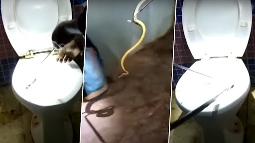 Snake Rescued From Toilet: ओडिशा के एक घर के टॉयलेट निकला जहरीला सांप, वीडियो हुआ वायरल