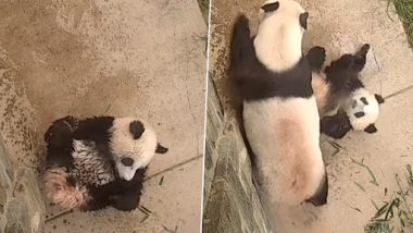 Panda Viral Video: पानी में लोटकर मस्ती करते हुए पांडा का क्यूट क्लिप वायरल, वीडियो देख आ जाएगी हंसी