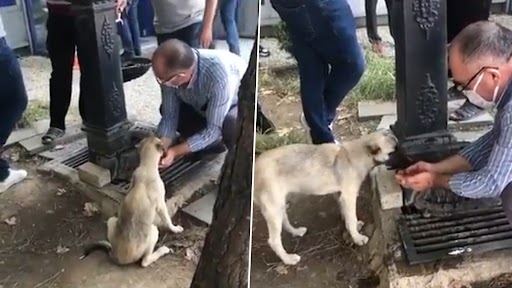 Video: प्यासे कुत्ते को शख्स ने अपने अंजुली में पिलाया पानी, वीडियो देख लोग हुए इमोशनल