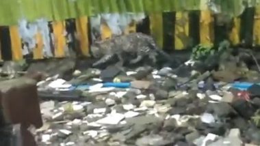Video: मुंबई की बारिश में भीगते हुए तेंदुए के बच्चे को किया गया रेस्क्यू, ब्लैंकेट में सोते हुए शावक का क्यूट वीडियो हुआ वायरल