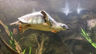 Pig Nosed Turtle Video: सूअर की नाक वाले कछुए का पानी में तैरते हुए वीडियो वायरल, लोग हुए हैरान