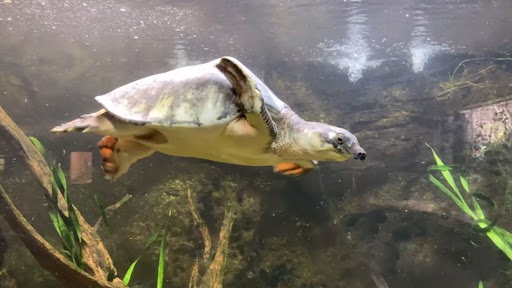 Pig Nosed Turtle Video: सूअर की नाक वाले कछुए का पानी में तैरते हुए वीडियो वायरल, लोग हुए हैरान