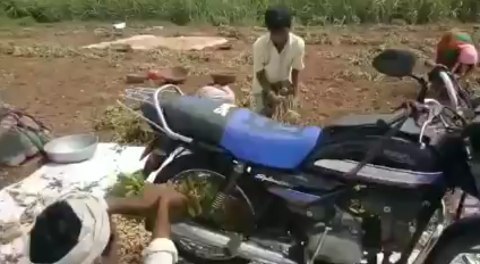 Desi Jugad Video: किसान ने किया गजब का देसी जुगाड़, बाइक का इस्तेमाल कर पौधों से ऐसे अलग की मूंगफलियां, देखें वीडियो