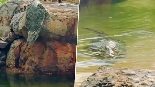 मगरमच्छ ने ऊंचाई से पानी में लगाई छलांग, उसके बाद जो हुआ...देखें वीडियो