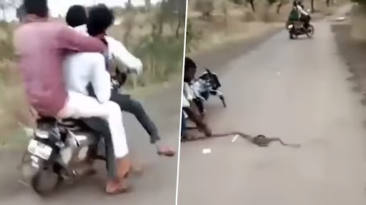 Snake Video: बाइक पर सवार होकर कहीं जा रहे थे दोस्त, अचानक से बीच में आ गया सांप, उसके बाद जो हुआ, देखें वीडियो