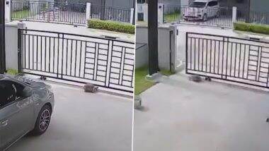 Tortoise Video: पालतू कछुआ लोहे का स्लाइडर गेट अपनी पीठ से खोलकर घर से भागा, उसके बाद जो हुआ...देखें वीडियो