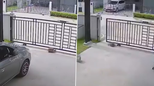 Tortoise Video: पालतू कछुआ लोहे का स्लाइडर गेट अपनी पीठ से खोलकर घर से भागा, उसके बाद जो हुआ...देखें वीडियो