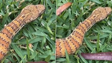 Lizard Cobra Video: छिपकली की तरह दिखने वाले कोबरा सांप को देखकर रह जाएंगे हैरान, वीडियो हुआ वायरल