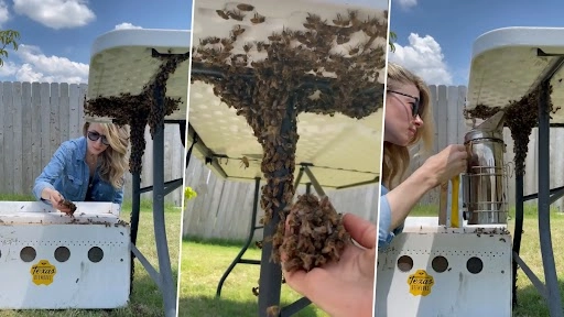 महिला ने अपने नंगे हाथों से मधुमक्खी कॉलोनी को किया स्थानांतरित, वीडियो देख लोग हो गए दंग