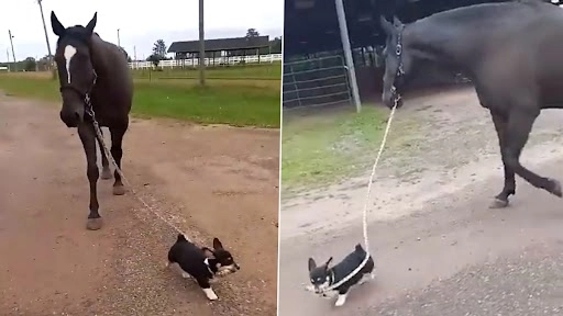 क्यूट डॉग द्वारा अपने दोस्त घोड़े को सैर के लिए ले जाते हुए क्लिप वायरल, वीडियो देख हो जाएंगे हैरान