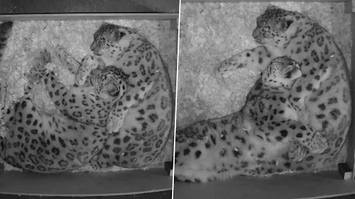 Snow leopard Couple Romance Video: स्नो लेपर्ड कपल का रोमांस करते हुए क्लिप वायरल, लोगों को आ रहा है बहुत पसंद