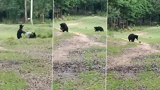 जंगल में फूटबॉल खेलते हुए भालूओं का मनमोहक वीडियो वायरल 