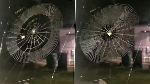Spider Weaving Web: मकड़ी का जाला बुनते हुए क्लिप हुआ वायरल, पहले कभी नहीं देखा होगा आपने ऐसा वीडियो