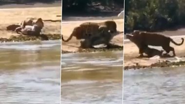 Jaguar Preys on Crocodile: तालाब किनारे आराम फरमा रहा था मगरमच्छ, पीछे से आया जगुआर और बना लिया अपना शिकार, देखें वीडियो