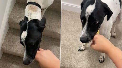 Dog Video: उंगली पकड़कर अपने मालिक को ऑफिस ले गया क्यूट डॉग, मनमोहक वीडियो हुआ वायरल