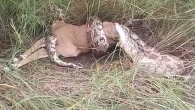 Python Swallows Deer: विशालकाय अजगर ने निगल लिया पूरा हिरण, उसके बाद जो हुआ..देखें वीडियो