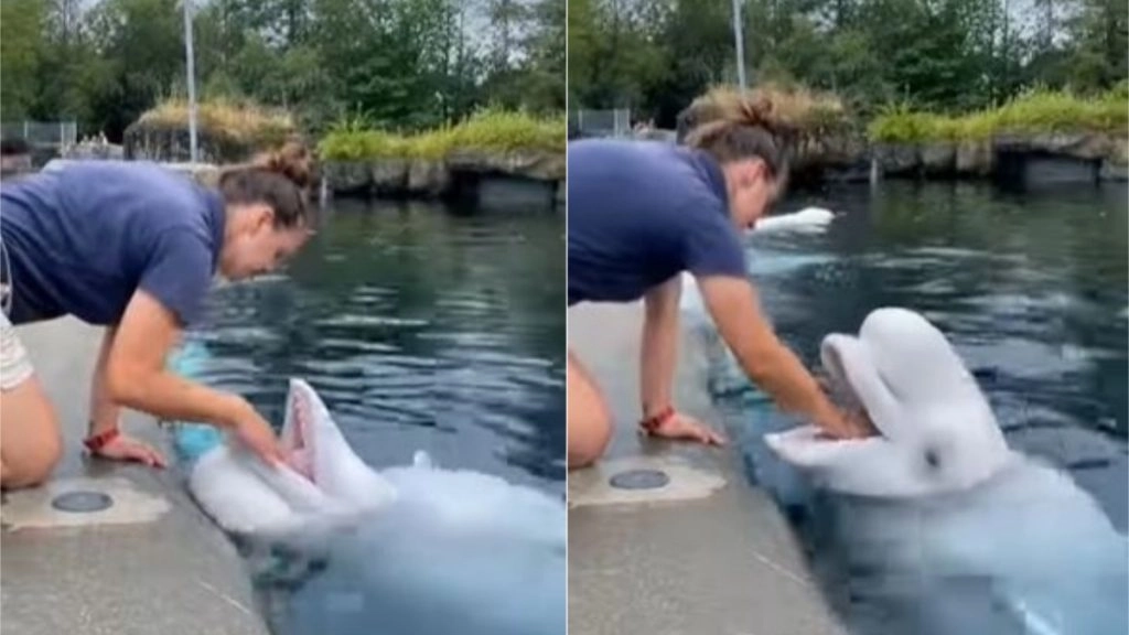 बेलुगा व्हेल के मुंह में महिला ने डाला अपना हाथ, उसके बाद जो हुआ… देखें हैरान करने वाला वीडियो